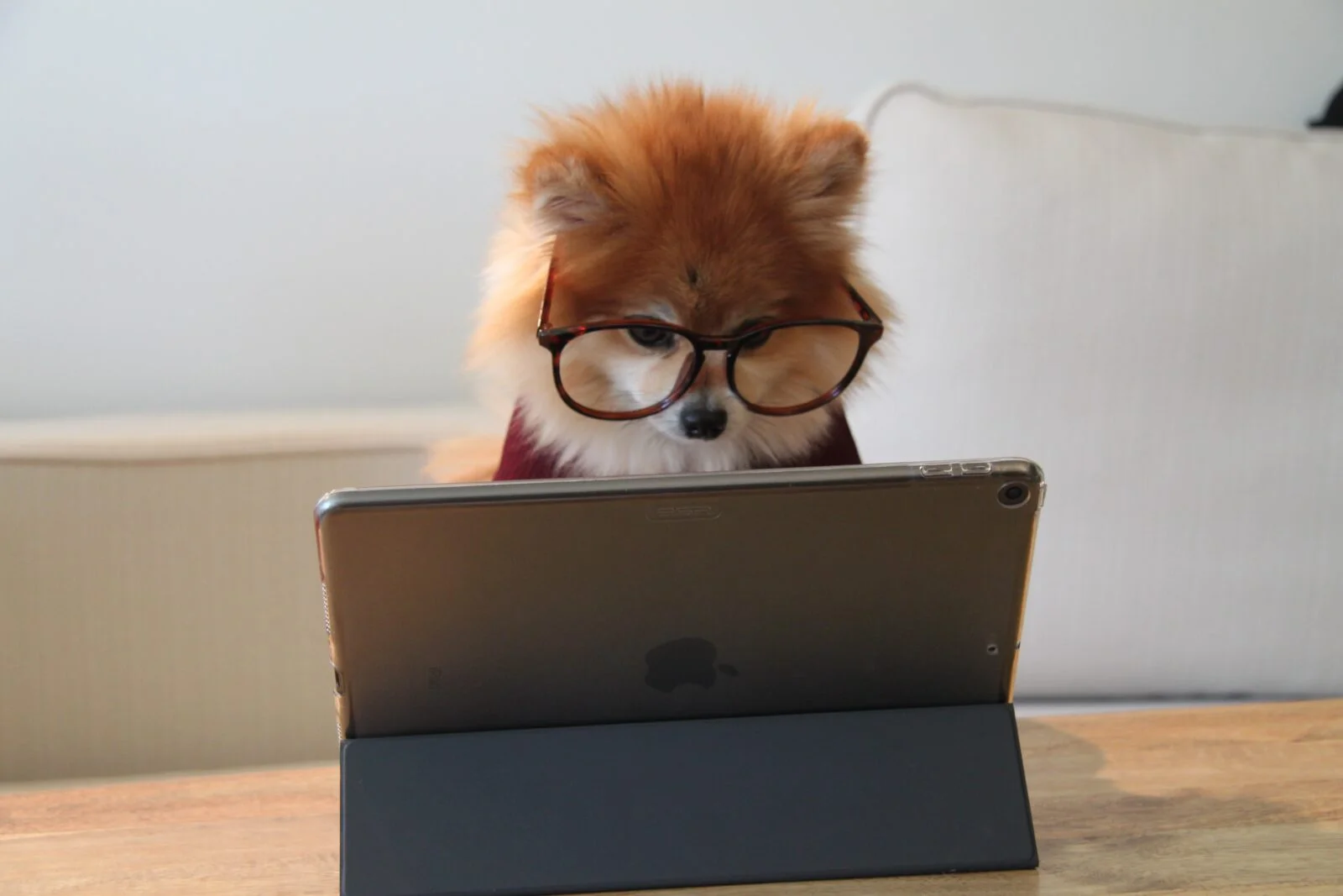 Landingpage dog working on laptop